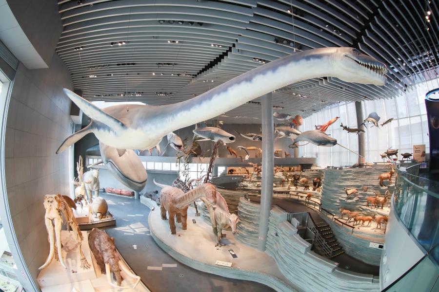 走進(jìn)上海自然博物館，跨越時(shí)空的奇妙之旅